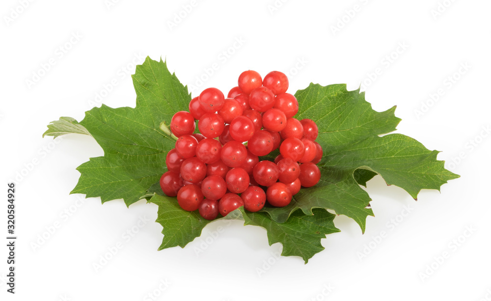 Red berries of Viburnum (arrow wood), isolated on white