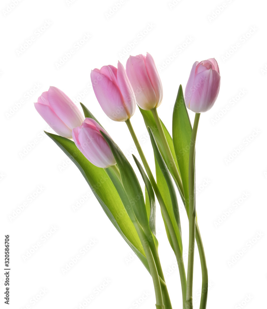 pink tulip flowers isolated without shadow clipping path