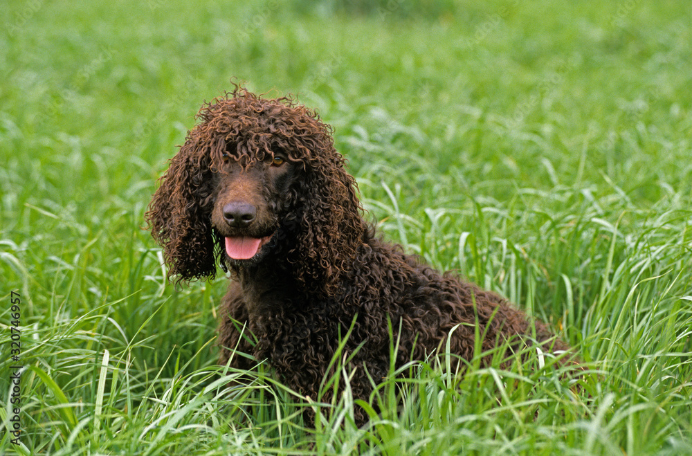 爱尔兰水猎犬