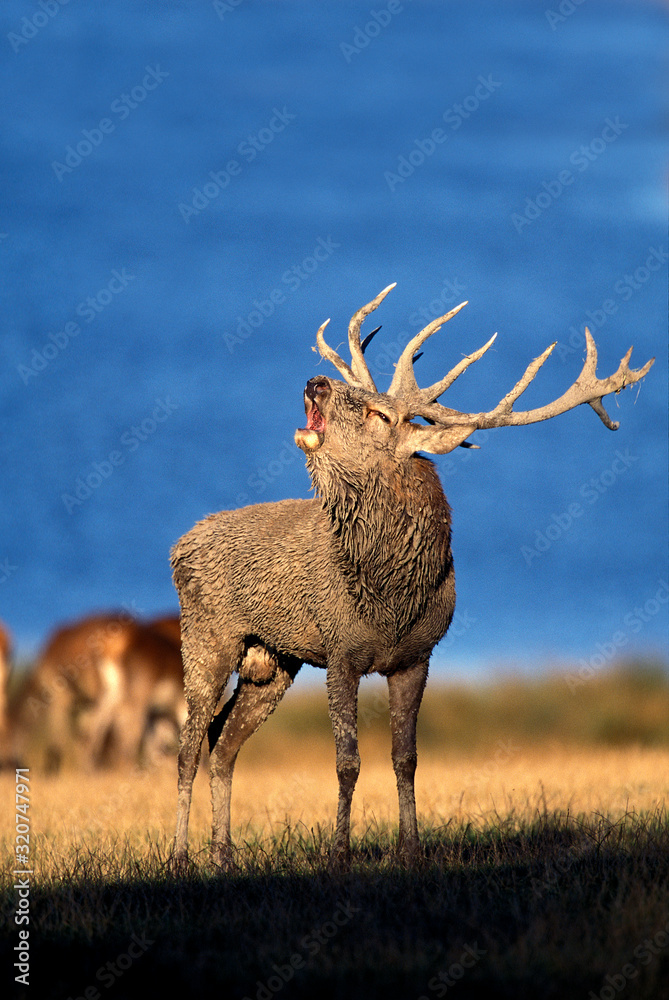 CERF ROUGE cervus elaphus