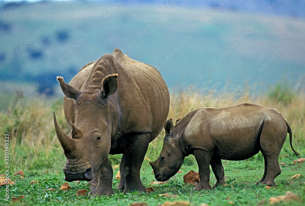 RHINOCEROS BLANC ceratotherium simum