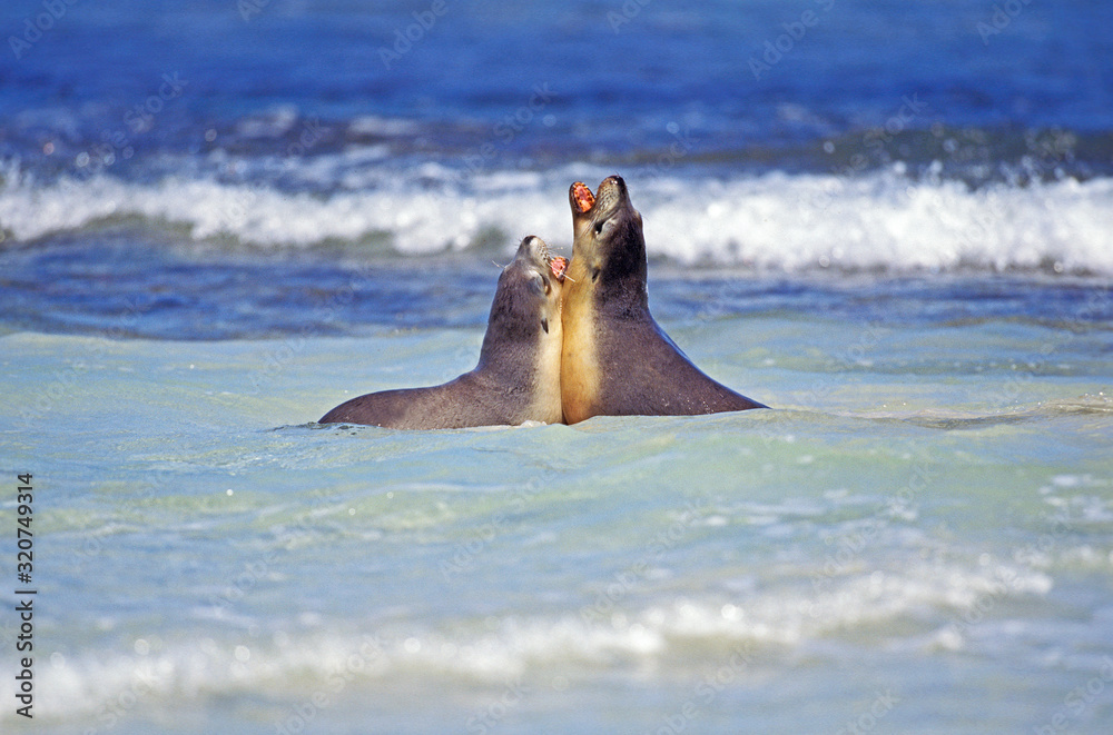 LION DE MER AUSTRALIEN neophoca cinerea