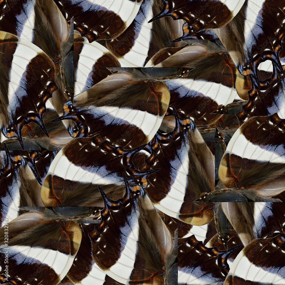 Colorful of brown blue and white shades from Blue Nawab butterfly consolidated in to beautiful backg