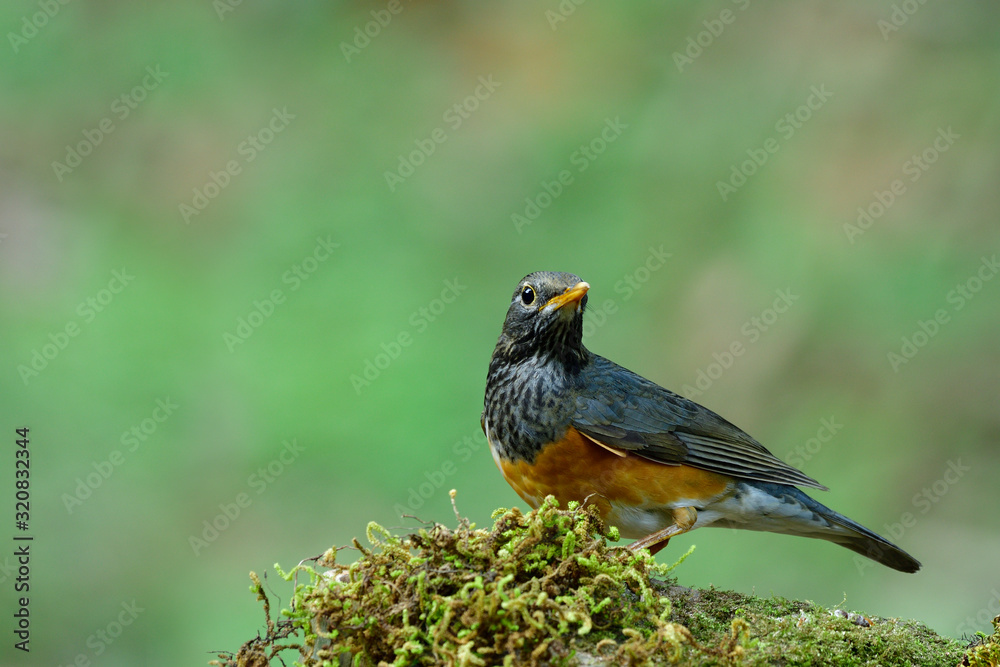 黑胸画眉（Turdus dismisilis）雌性，美丽的棕色到灰色，蜜腺为灰色到黑色