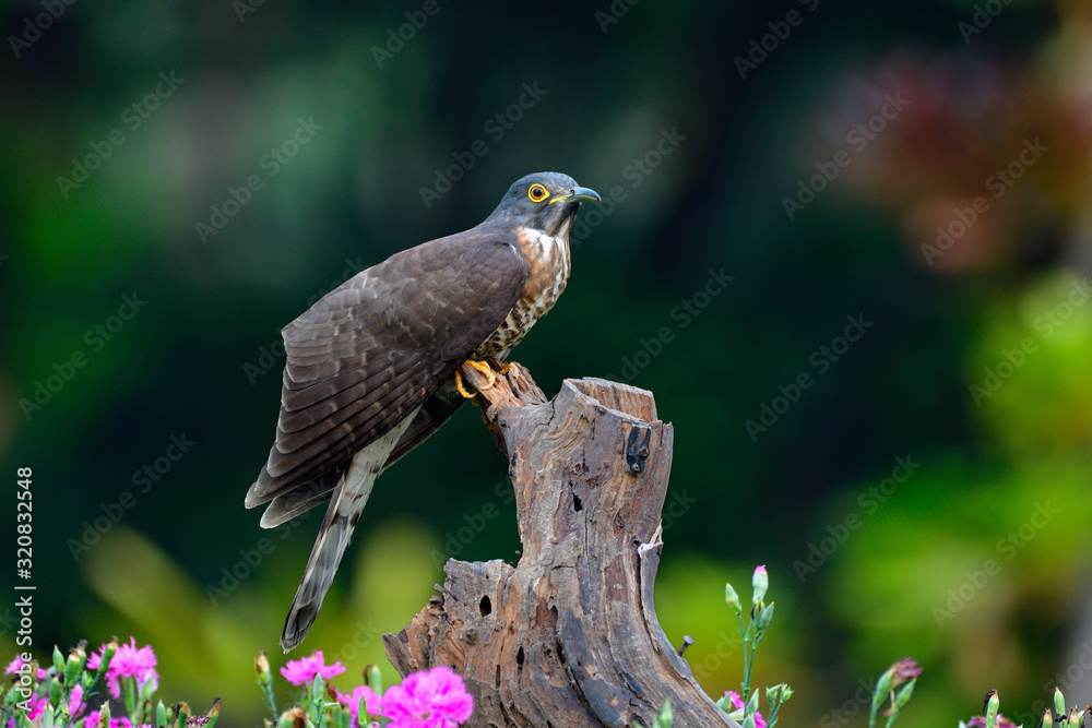 Large hawk-cuckoo (Hierococcyx sparverioides) perching on cut timber put among pink flowers plant in