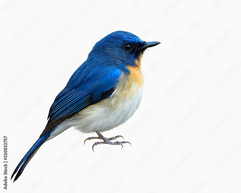 Male of Tickells or Indochinese blue flycatcher (Cyornis tickelliae) in fuffly feathers with detail