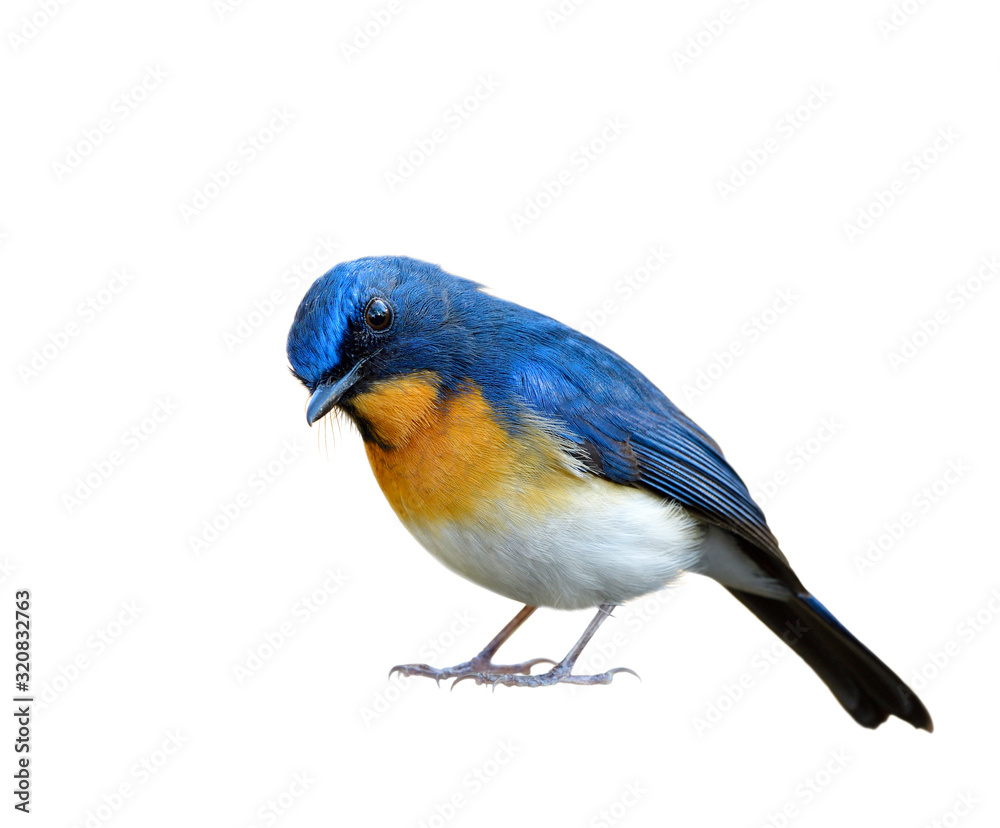 male of Tickells or Indochinese blue flycatcher (Cyornis tickelliae) in surrendering manner isolate