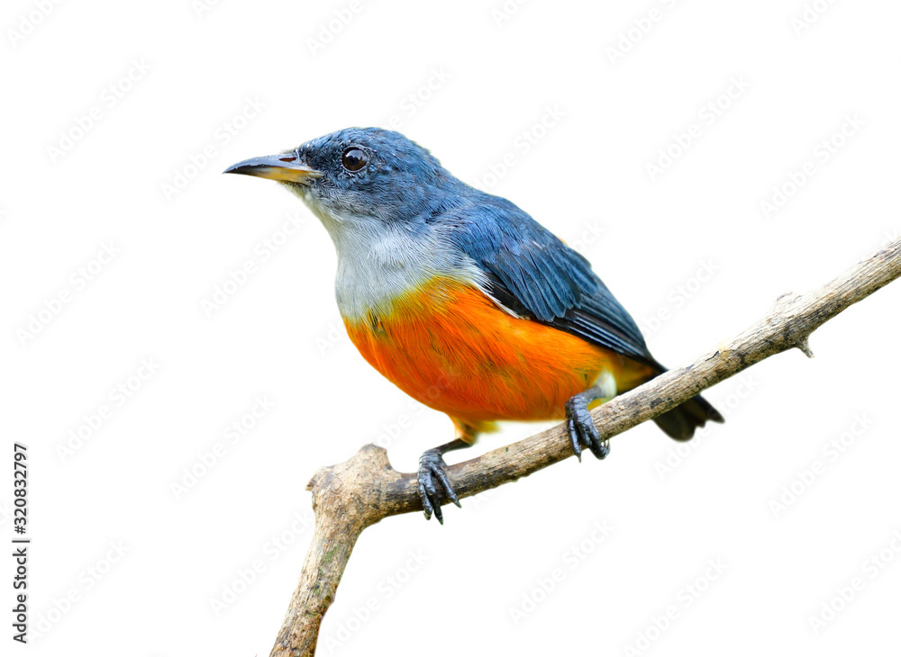 Orange-bellied flowerpecker (Dicaeum trigonostigma) beautiful little orange belly and grey head to b