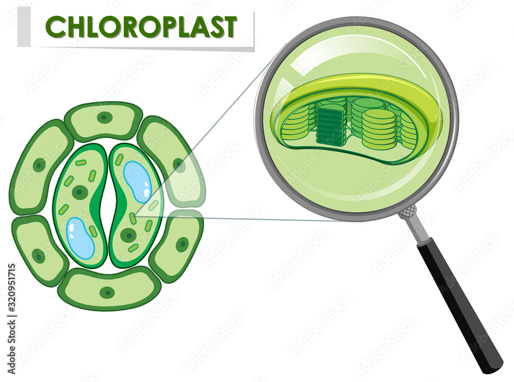 植物细胞叶绿体图