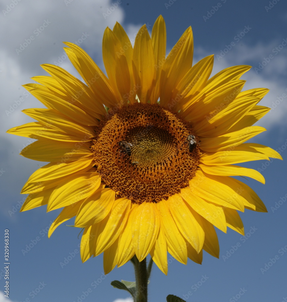 big round opened flower racemes sunflower yellow petals against the blue sky