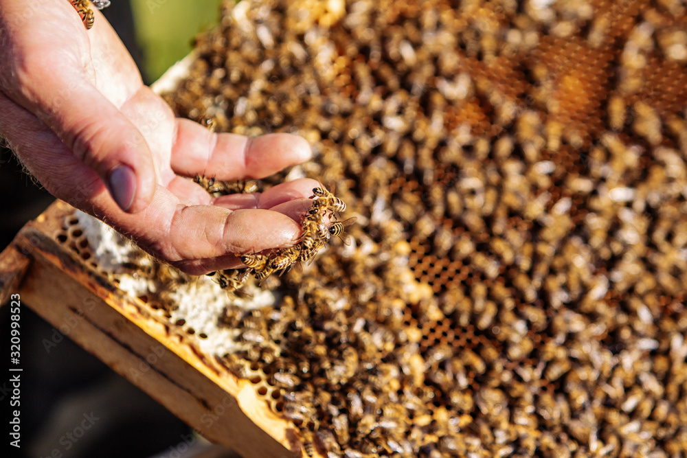 hands of man shows a wooden frame with honeycombs on the background of green grass in the garden