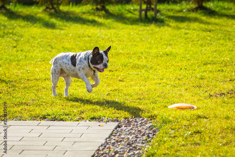 French bulldog playing with flying disc in sunny garden