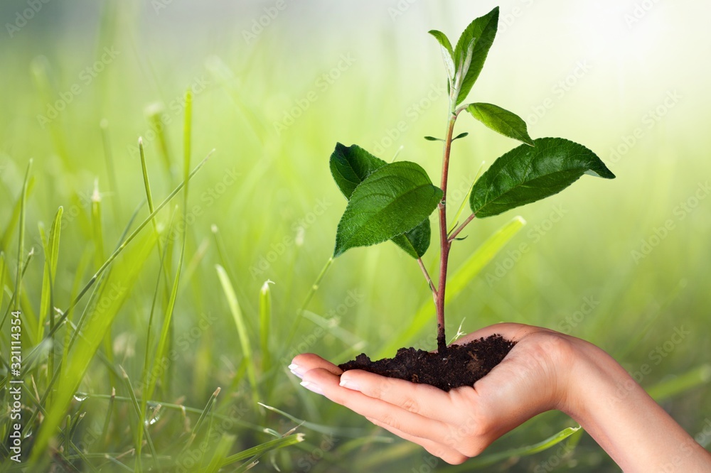 Green growing plant in human hands on a beautiful natural background