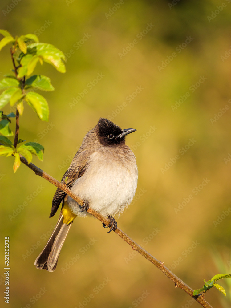 Common bulbul, black-eyed bulbul or  brown bulbul (Pycnonotus barbatus). Mpumalanga. South Africa.