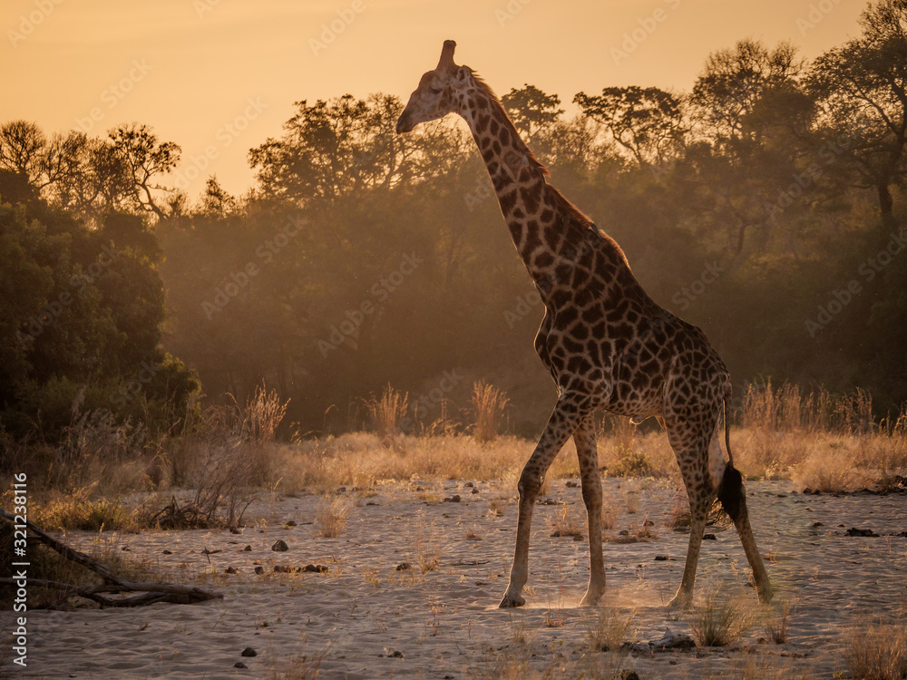 南非长颈鹿或海角长颈鹿（Giraffa camelopardalis Giraffa）。南非普马兰加。