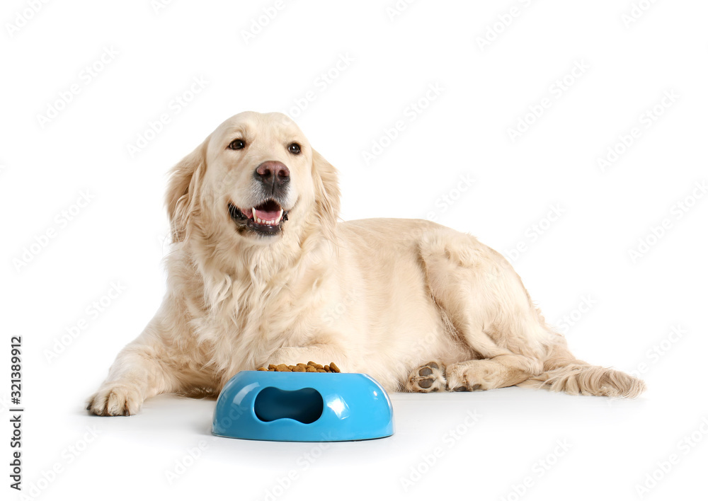 Cute dog near bowl with food on white background