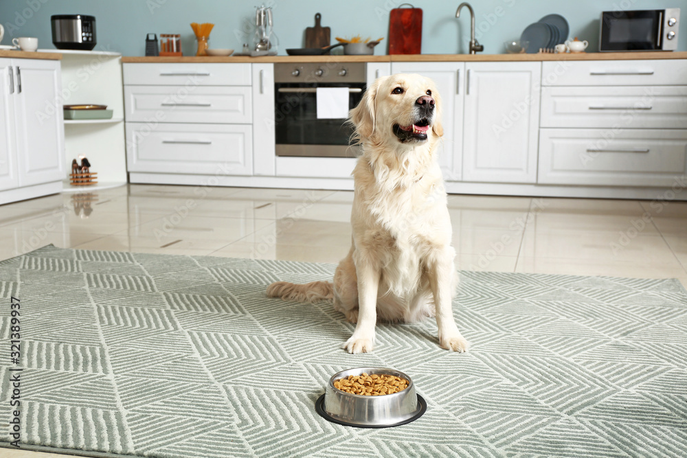 Cute dog near bowl with food in kitchen