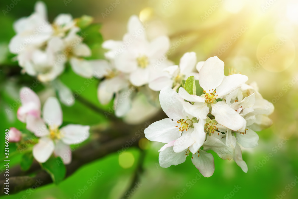 Spring blossoms with pleasing rays of sunshine