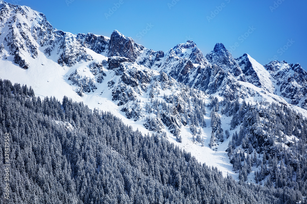 冬季，奥弗涅-罗纳，布雷文特山的山坡上有雪冷杉和松树