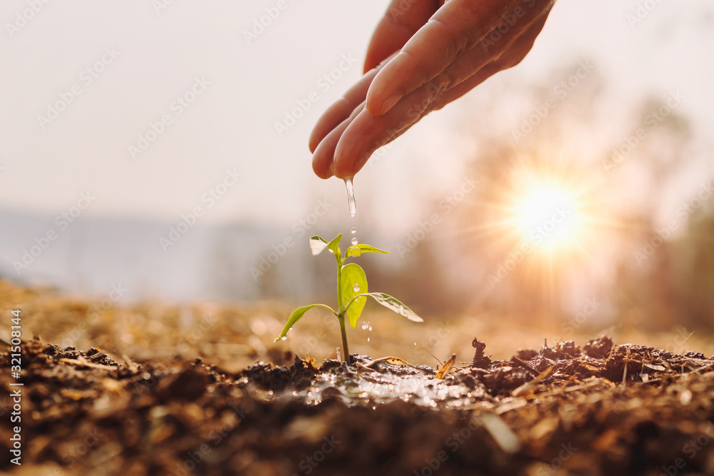 hand watering young plant in garden with sunrise