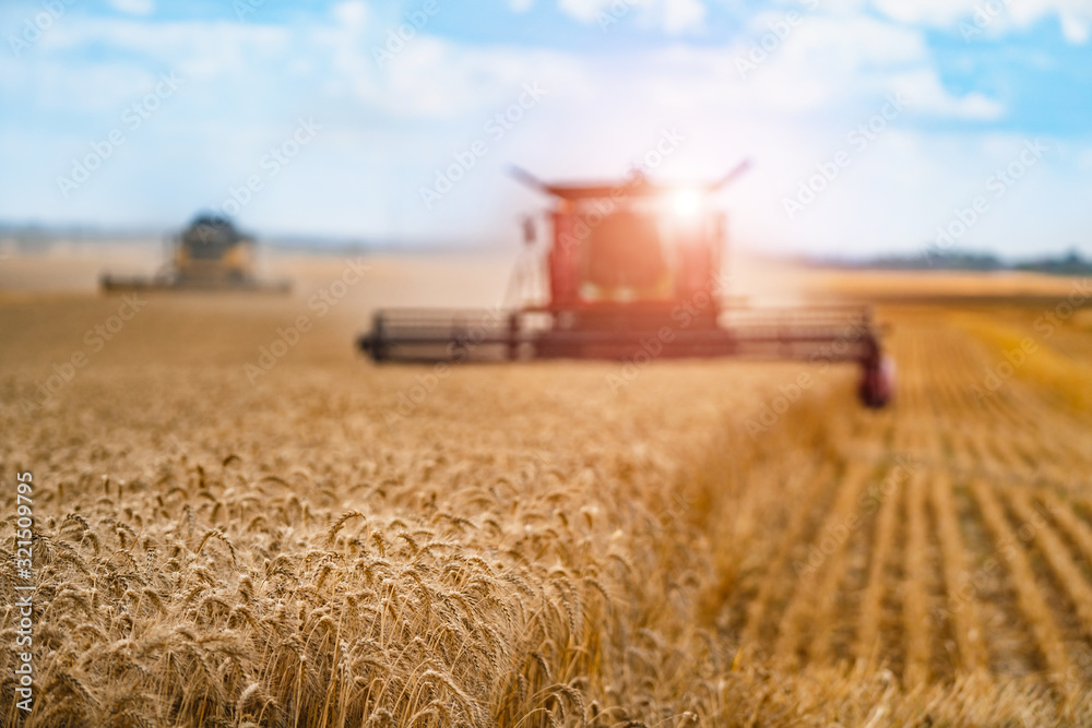 Combine harvester harvesting wheat on sunny summer day. Harvest time. Agricultural sector