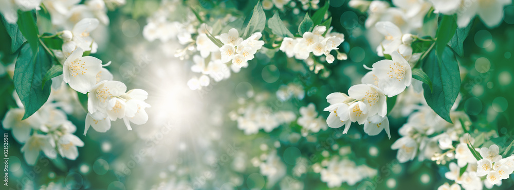 Beautiful jasmine flower flowering (blooming),  beautiful scent of the flower spreads through the ai