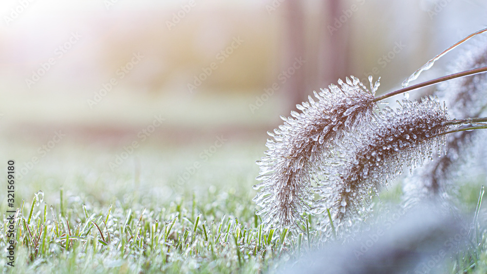 Beautiful winter or autumn landscape. The plants are covered with ice in the garden. Selective focus