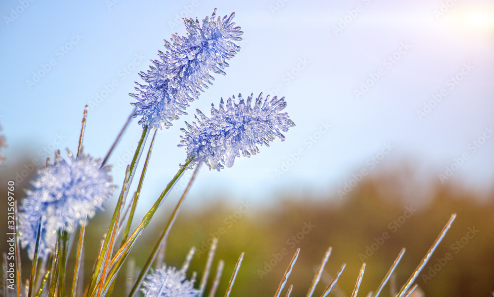 美丽的冬季或秋季景观。花园里的植物被冰覆盖。选择性聚焦