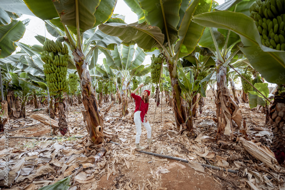 Beautiful plantation with a rich banana crop, woman as a tourist or farmer walking between trees. Co