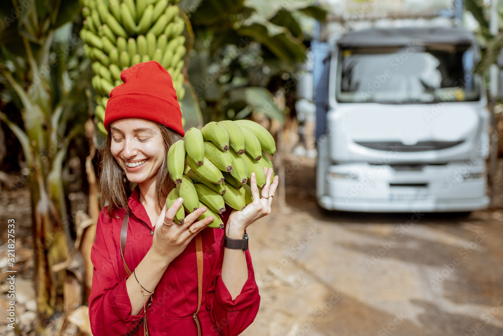 Smiling woman carrying stem of freshly pickedup green bananas on the plantation during a harvest tim