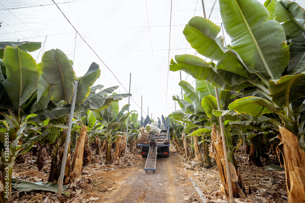 Workers delivering cutted banana bunches wrapped in protective film to the truck, harvesting on the 