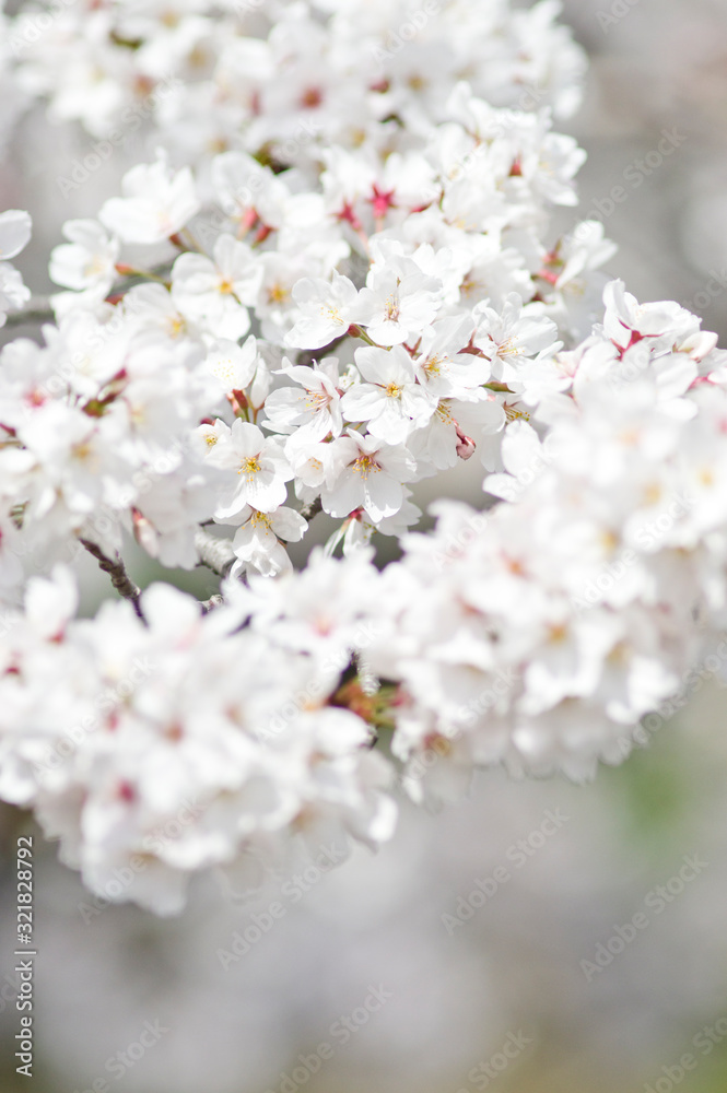 Scientific name is Cerasus ×yedoensis (Matsum.) Masam. & Suzuki ‘Somei-yoshino. 