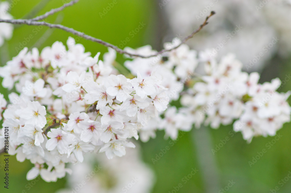 Cherry blossoms in full bloom.Scientific name is Cerasus ×yedoensis (Matsum.) Masam. & Suzuki ‘Somei