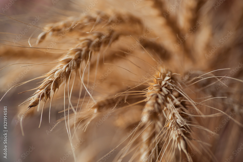 Wheat rye spike dry macro close-up. Grain seeds agriculture. Flour bread raw material grind. Farmer 