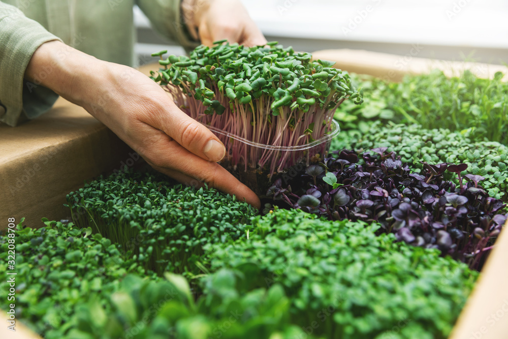 organic raw food - woman take a microgreens container out of cardboard box