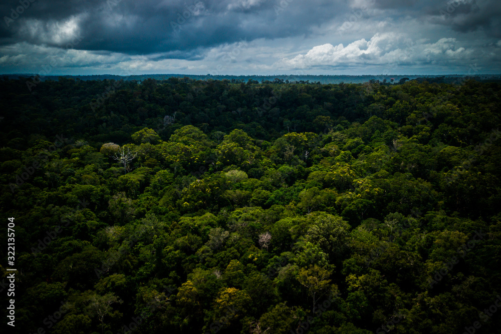 Amazon rainforest seen from above reveals the beauty of its rivers, trees and animals. Pará, Brazil