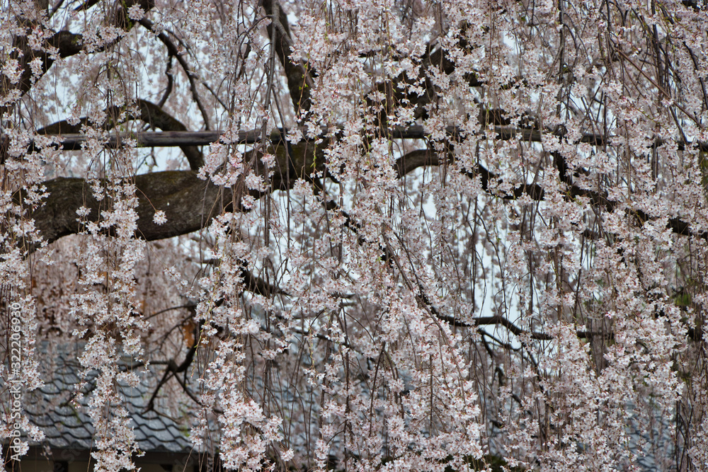 京都の春 満開の枝垂れ桜