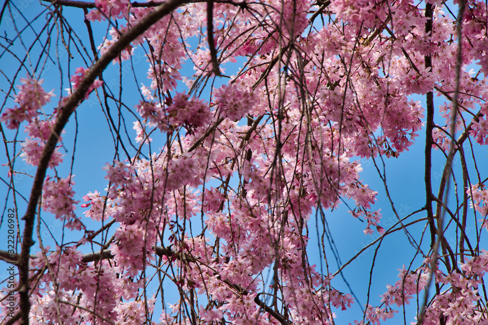 京都の春 満開の桜