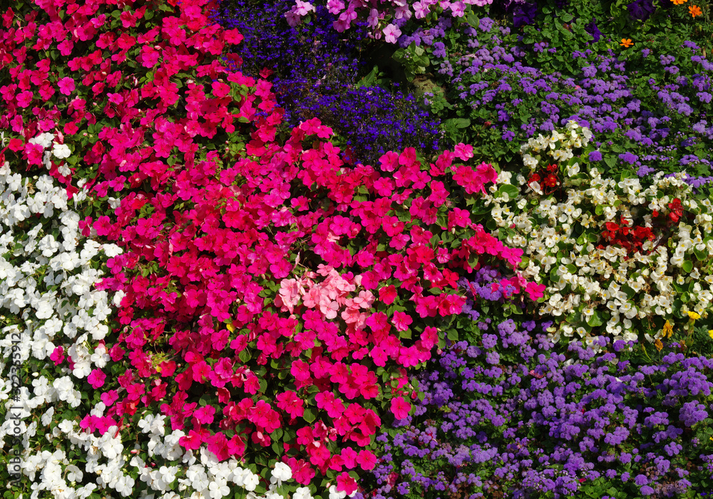  flowers background on full screen