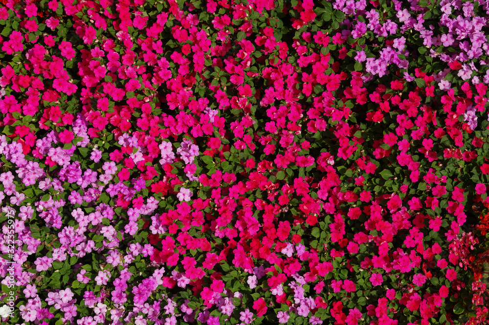 Flowers texture background