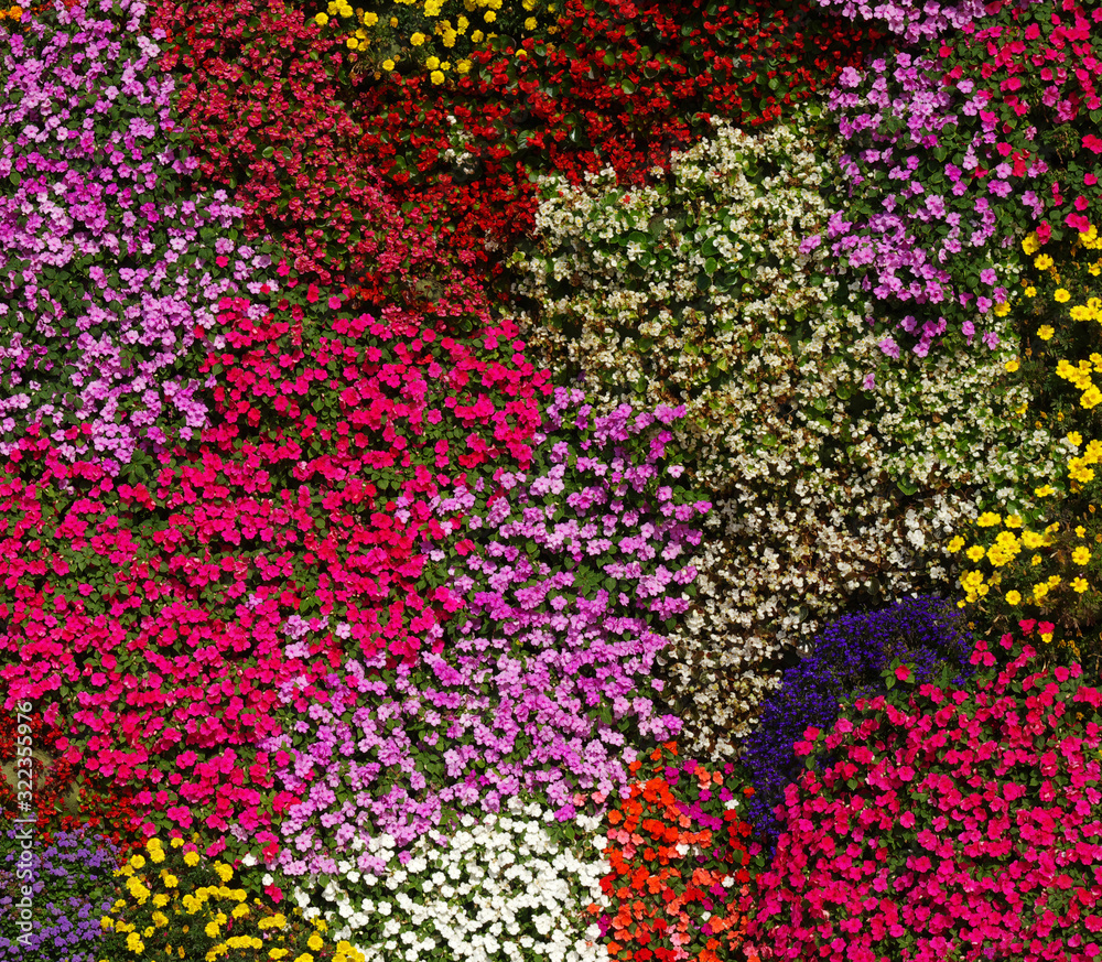  flowers background on full screen