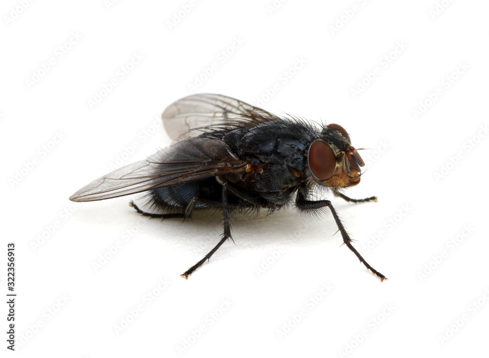 fly isolated on a white