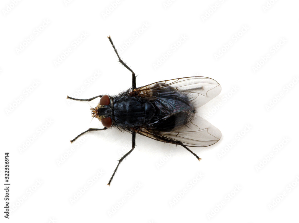  fly on a white background