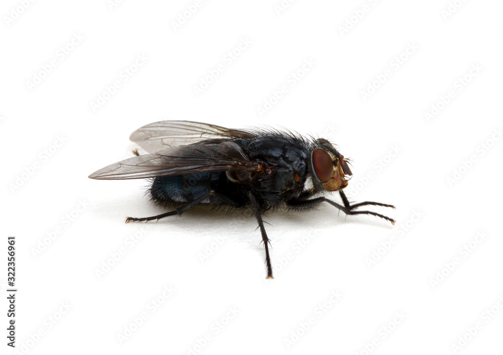 fly isolated on a white