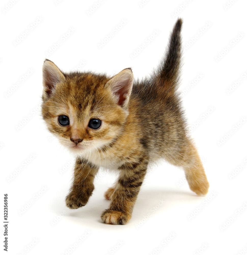 Little beautiful funny kitten on white