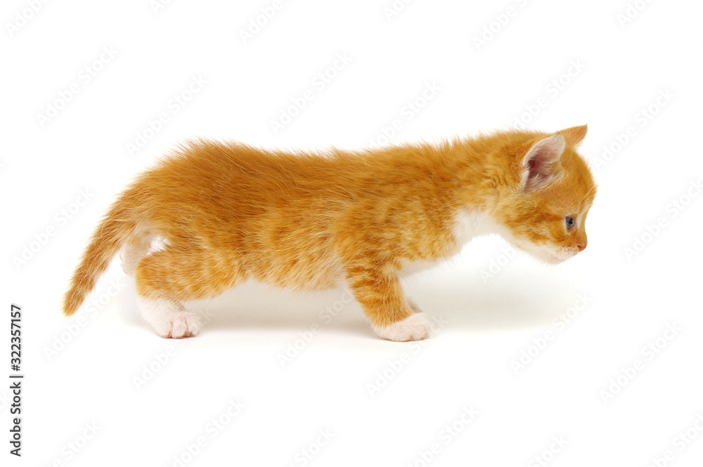 Ginger cat  on white