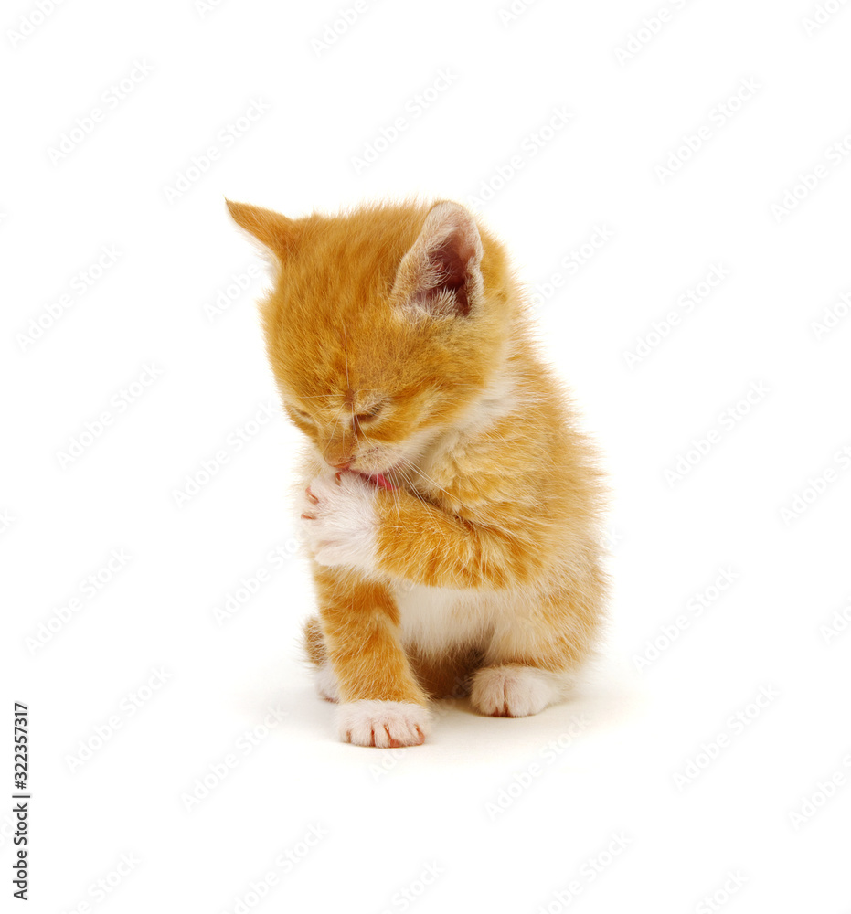 Ginger cat cleaning herself