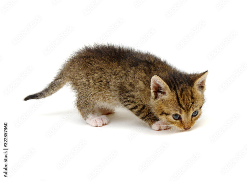 Small gray kitten isolated on white