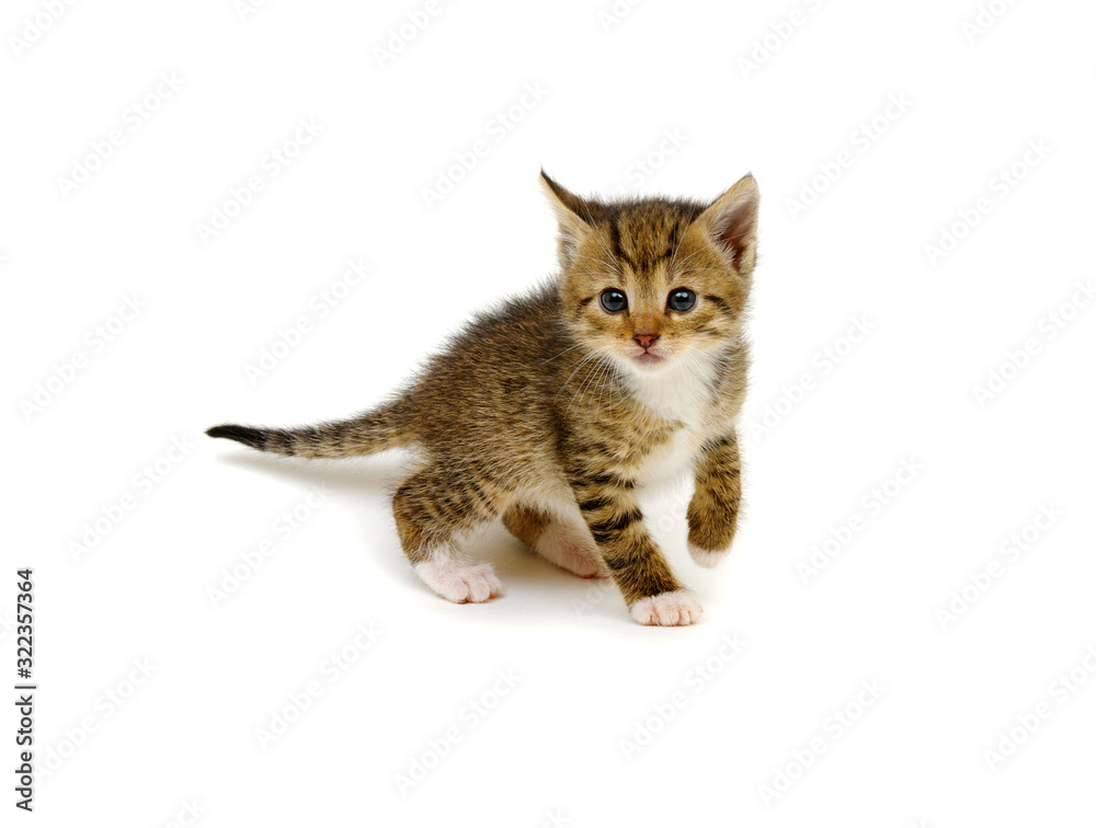 Playful kitten isolated on white