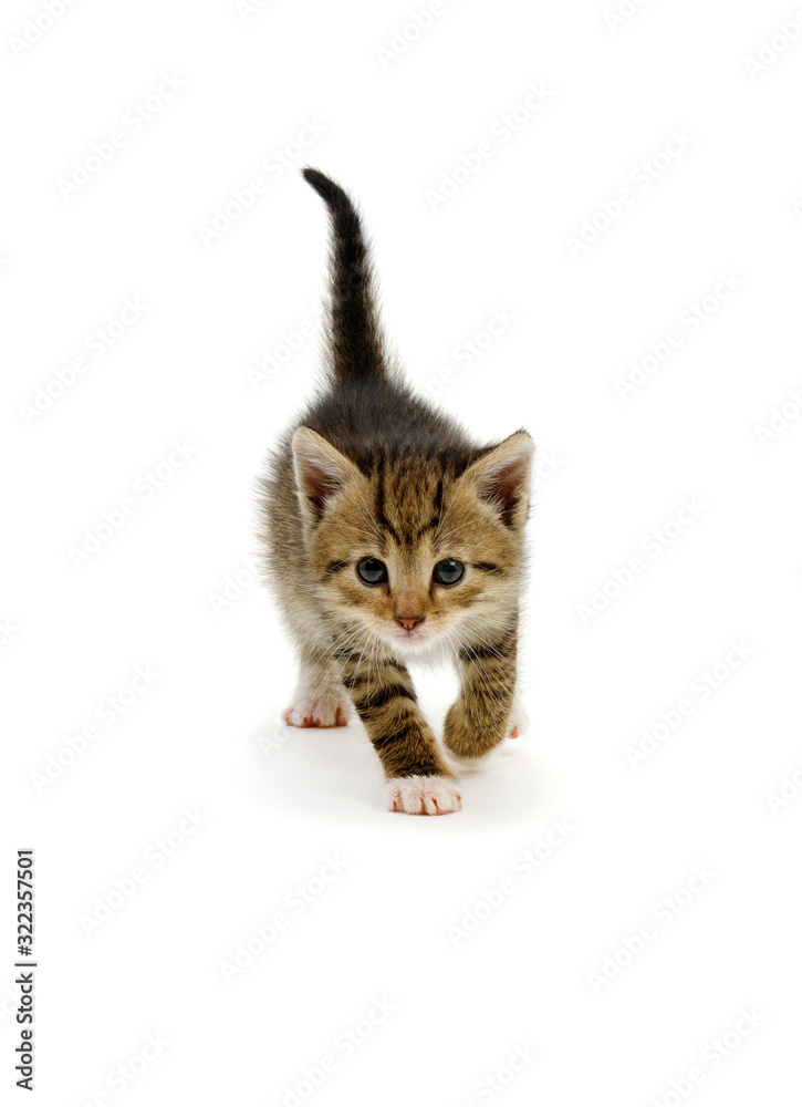 Cat isolated on white